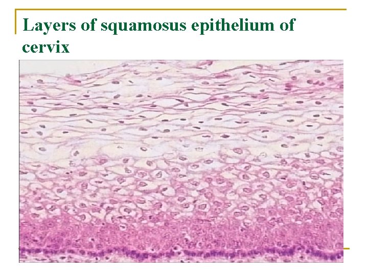 Layers of squamosus epithelium of cervix Layers of squamosus epithelium of cervix