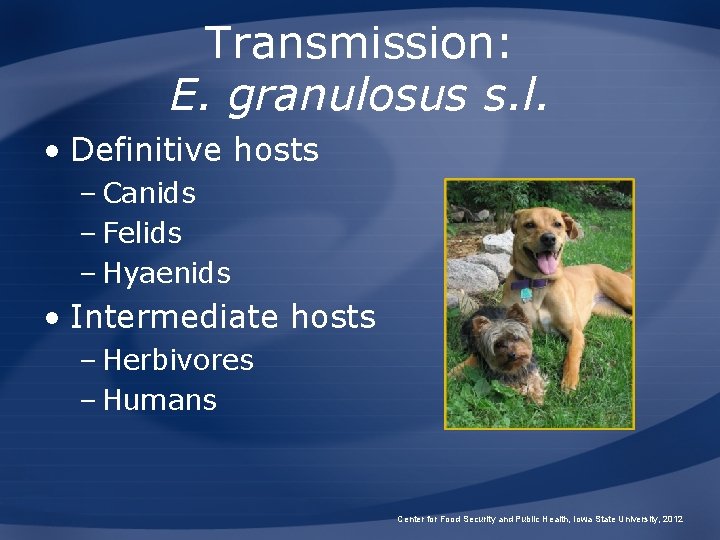 Transmission: E. granulosus s. l. • Definitive hosts – Canids – Felids – Hyaenids