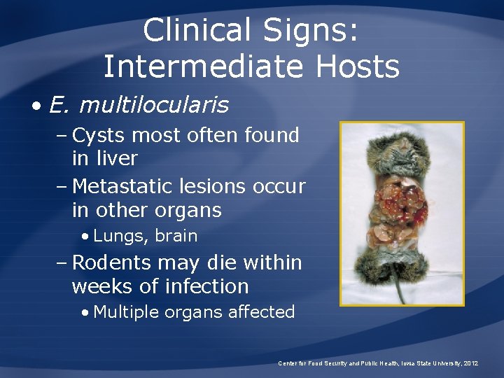 Clinical Signs: Intermediate Hosts • E. multilocularis – Cysts most often found in liver