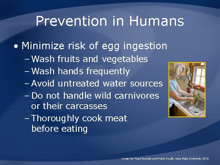 Prevention in Humans • Minimize risk of egg ingestion – Wash fruits and vegetables