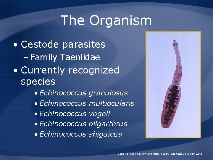 The Organism • Cestode parasites – Family Taeniidae • Currently recognized species • Echinococcus