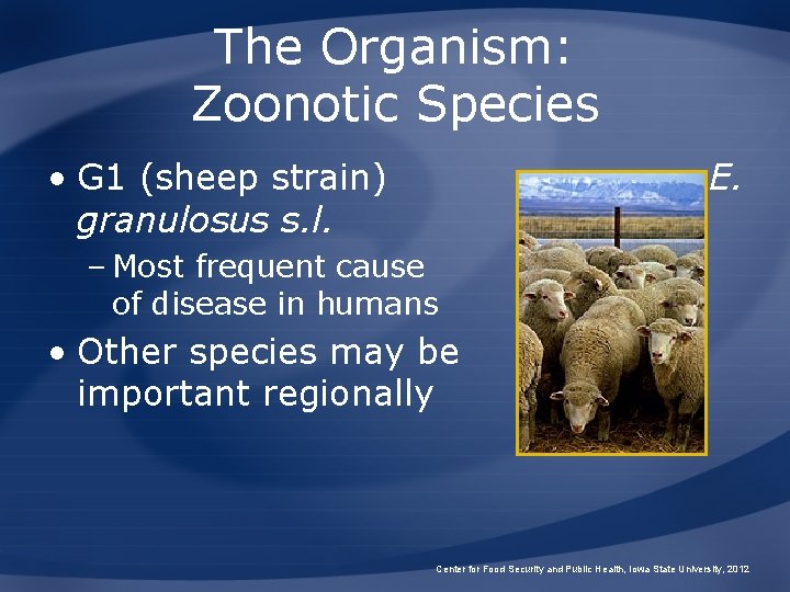 The Organism: Zoonotic Species • G 1 (sheep strain) granulosus s. l. E. –