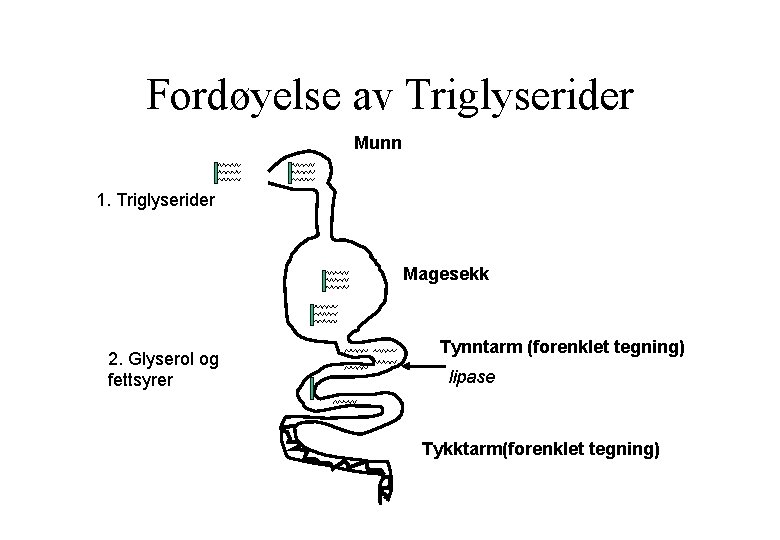 Fordøyelse av Triglyserider Munn 1. Triglyserider Magesekk 2. Glyserol og fettsyrer Tynntarm (forenklet tegning)