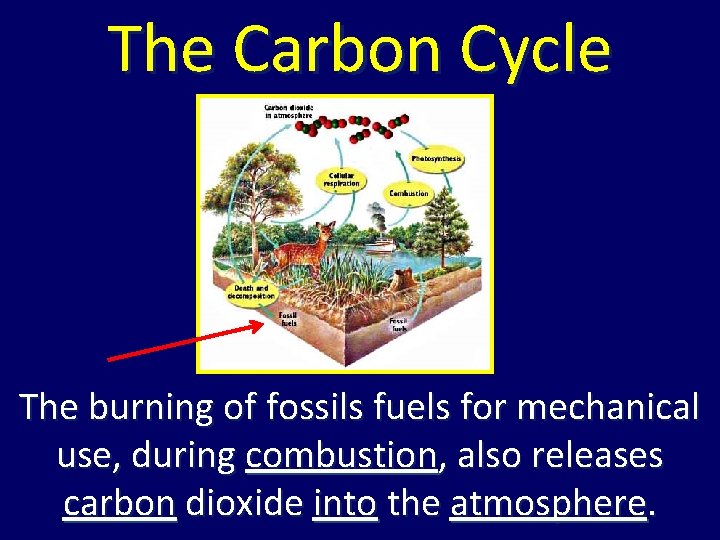 The Carbon Cycle The burning of fossils fuels for mechanical use, during combustion, also The Carbon Cycle The burning of fossils fuels for mechanical use, during combustion, also