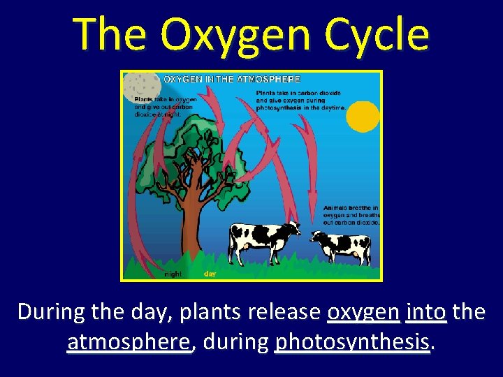 The Oxygen Cycle During the day, plants release oxygen into the atmosphere, during photosynthesis. The Oxygen Cycle During the day, plants release oxygen into the atmosphere, during photosynthesis.
