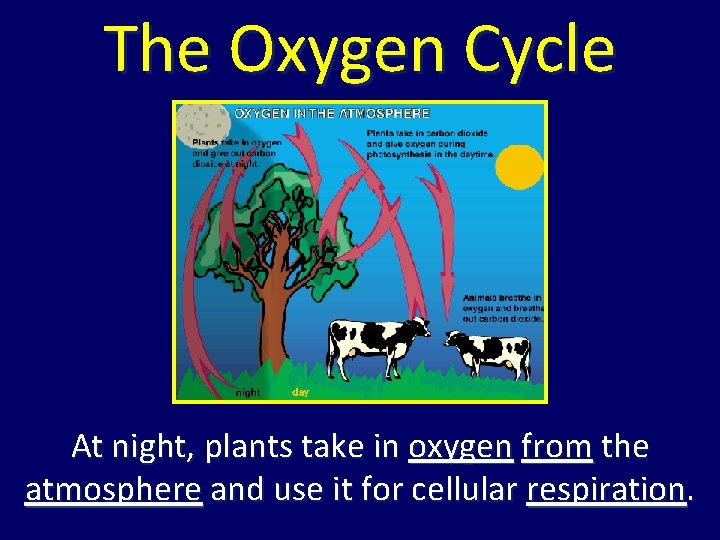 The Oxygen Cycle At night, plants take in oxygen from the atmosphere and use The Oxygen Cycle At night, plants take in oxygen from the atmosphere and use