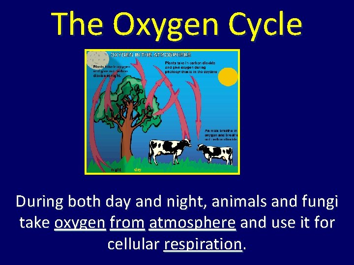 The Oxygen Cycle During both day and night, animals and fungi take oxygen from The Oxygen Cycle During both day and night, animals and fungi take oxygen from