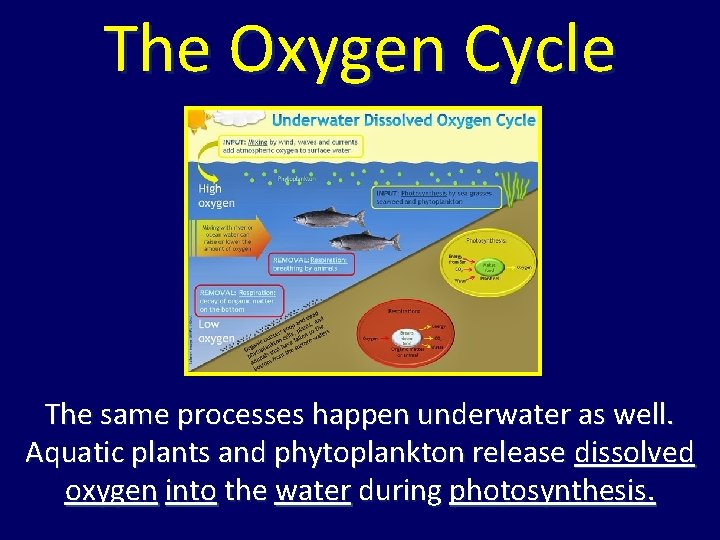 The Oxygen Cycle The same processes happen underwater as well. Aquatic plants and phytoplankton The Oxygen Cycle The same processes happen underwater as well. Aquatic plants and phytoplankton