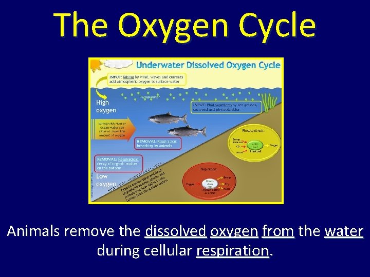 The Oxygen Cycle Animals remove the dissolved oxygen from the water during cellular respiration. The Oxygen Cycle Animals remove the dissolved oxygen from the water during cellular respiration.