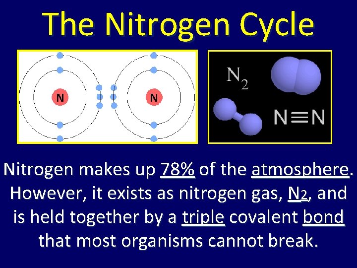 The Nitrogen Cycle Nitrogen makes up 78% of the atmosphere. However, it exists as The Nitrogen Cycle Nitrogen makes up 78% of the atmosphere. However, it exists as