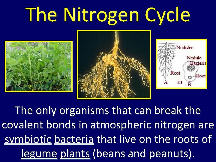 The Nitrogen Cycle The only organisms that can break the covalent bonds in atmospheric The Nitrogen Cycle The only organisms that can break the covalent bonds in atmospheric