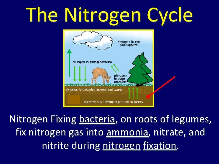 The Nitrogen Cycle Nitrogen Fixing bacteria, on roots of legumes, fix nitrogen gas into The Nitrogen Cycle Nitrogen Fixing bacteria, on roots of legumes, fix nitrogen gas into