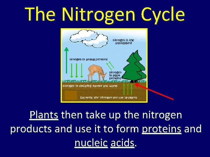 The Nitrogen Cycle Plants then take up the nitrogen products and use it to The Nitrogen Cycle Plants then take up the nitrogen products and use it to