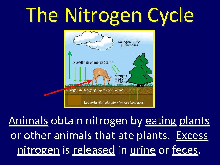 The Nitrogen Cycle Animals obtain nitrogen by eating plants or other animals that ate The Nitrogen Cycle Animals obtain nitrogen by eating plants or other animals that ate