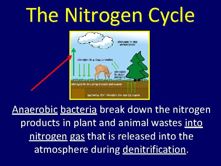 The Nitrogen Cycle Anaerobic bacteria break down the nitrogen products in plant and animal The Nitrogen Cycle Anaerobic bacteria break down the nitrogen products in plant and animal