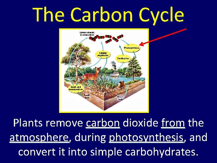 The Carbon Cycle Plants remove carbon dioxide from the atmosphere, during photosynthesis, and convert The Carbon Cycle Plants remove carbon dioxide from the atmosphere, during photosynthesis, and convert