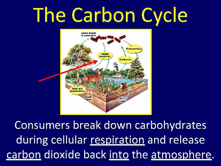 The Carbon Cycle Consumers break down carbohydrates during cellular respiration and release carbon dioxide The Carbon Cycle Consumers break down carbohydrates during cellular respiration and release carbon dioxide