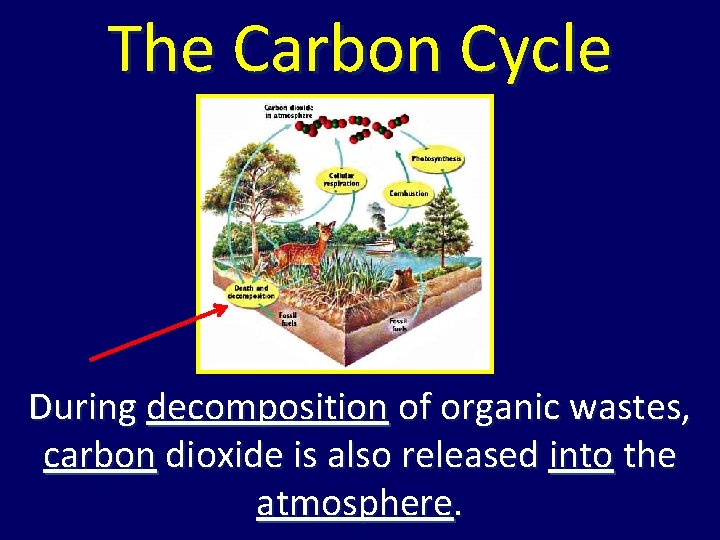 The Carbon Cycle During decomposition of organic wastes, carbon dioxide is also released into The Carbon Cycle During decomposition of organic wastes, carbon dioxide is also released into