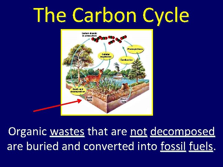 The Carbon Cycle Organic wastes that are not decomposed are buried and converted into The Carbon Cycle Organic wastes that are not decomposed are buried and converted into