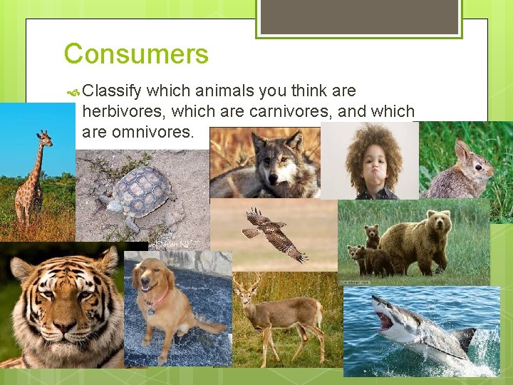 Consumers Classify which animals you think are herbivores, which are carnivores, and which are Consumers Classify which animals you think are herbivores, which are carnivores, and which are