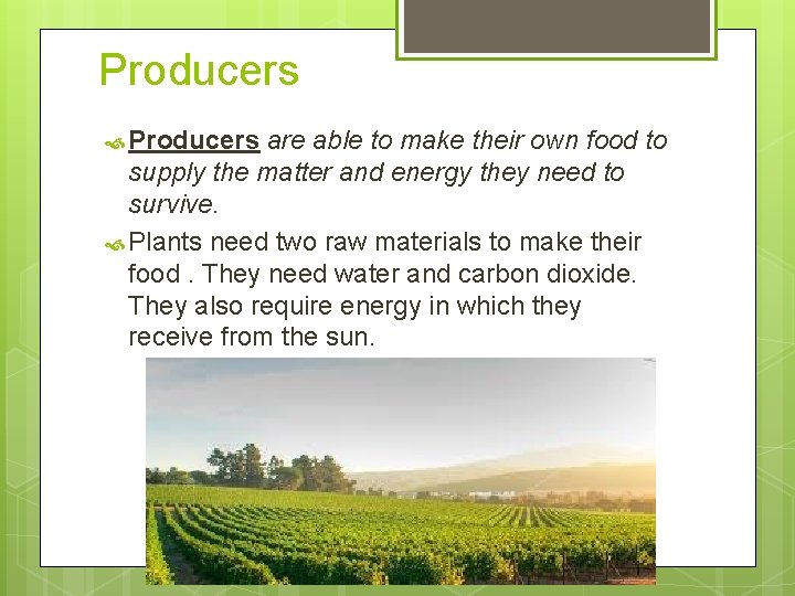 Producers are able to make their own food to supply the matter and energy Producers are able to make their own food to supply the matter and energy