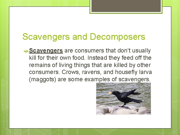 Scavengers and Decomposers Scavengers are consumers that don’t usually kill for their own food. Scavengers and Decomposers Scavengers are consumers that don’t usually kill for their own food.
