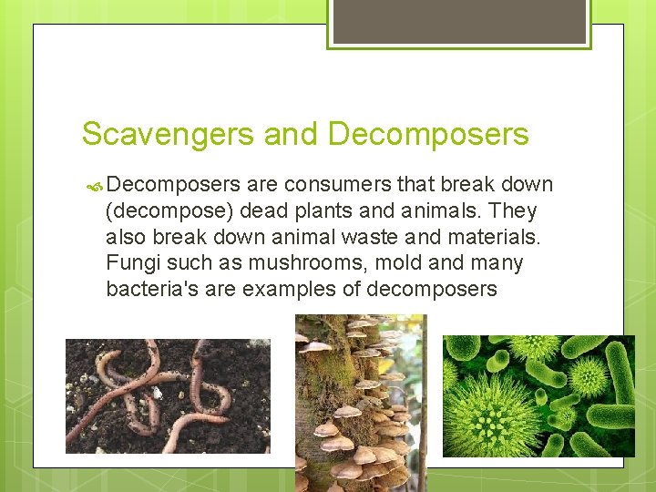 Scavengers and Decomposers are consumers that break down (decompose) dead plants and animals. They Scavengers and Decomposers are consumers that break down (decompose) dead plants and animals. They