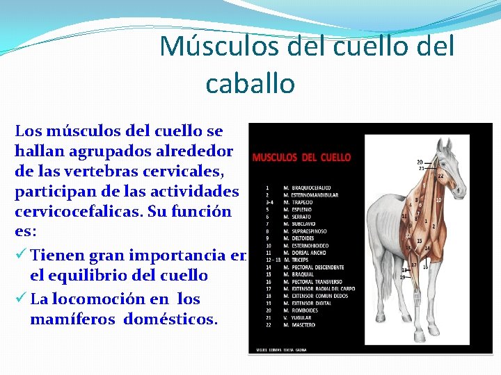 Músculos del cuello del caballo Los músculos del cuello se hallan agrupados alrededor de