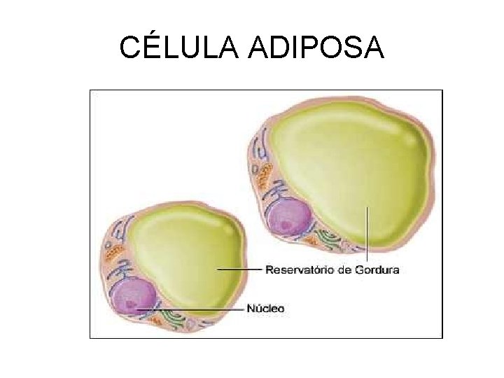 CÉLULA ADIPOSA 