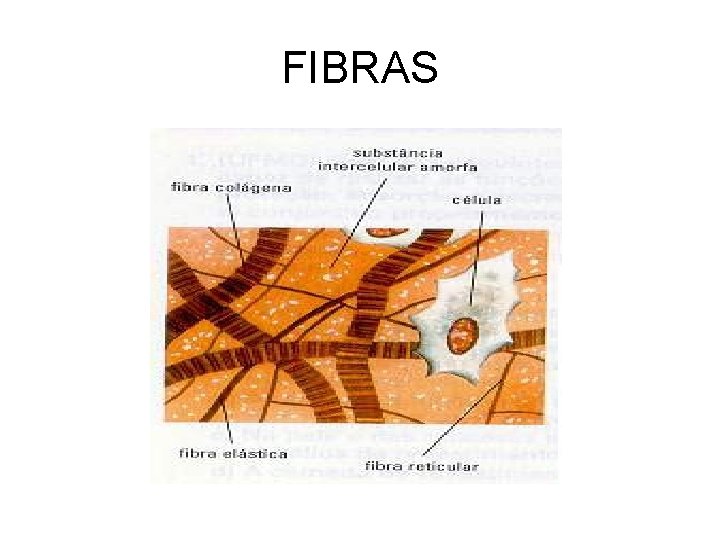 FIBRAS 