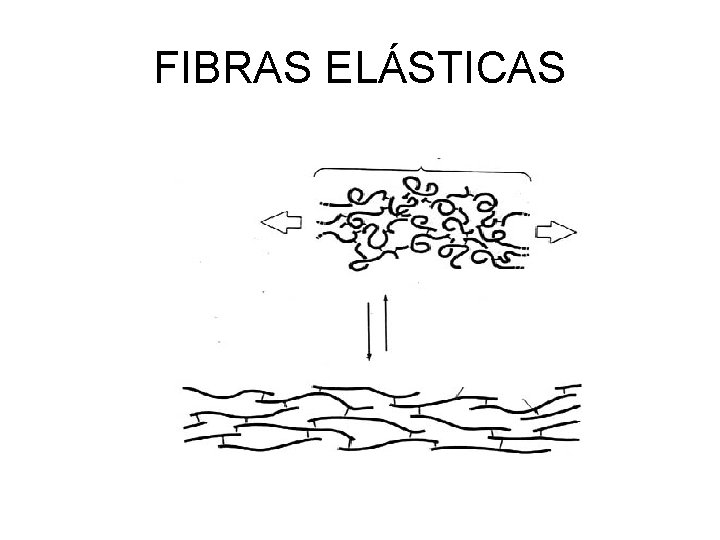 FIBRAS ELÁSTICAS 
