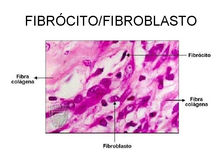 FIBRÓCITO/FIBROBLASTO 