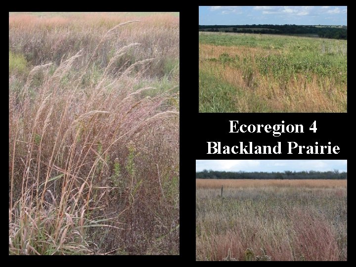 Ecoregion 4 Blackland Prairie 