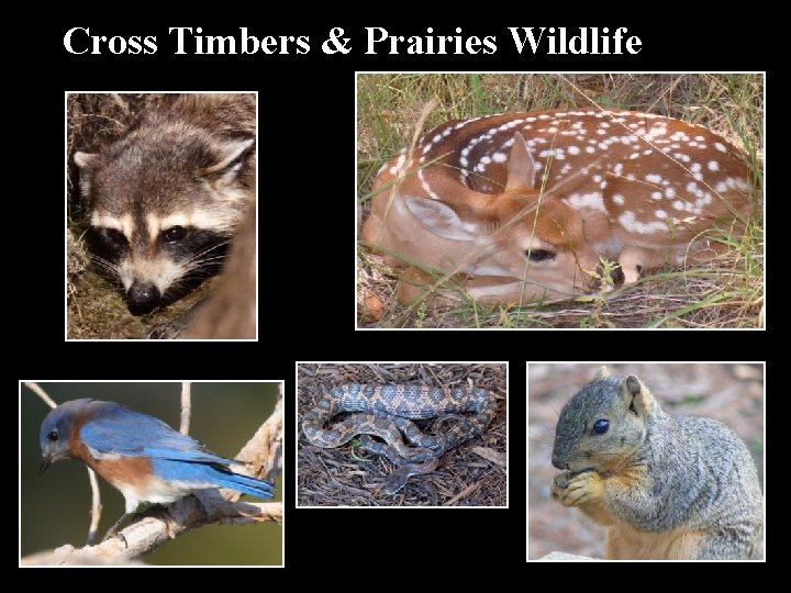 Cross Timbers & Prairies Wildlife 
