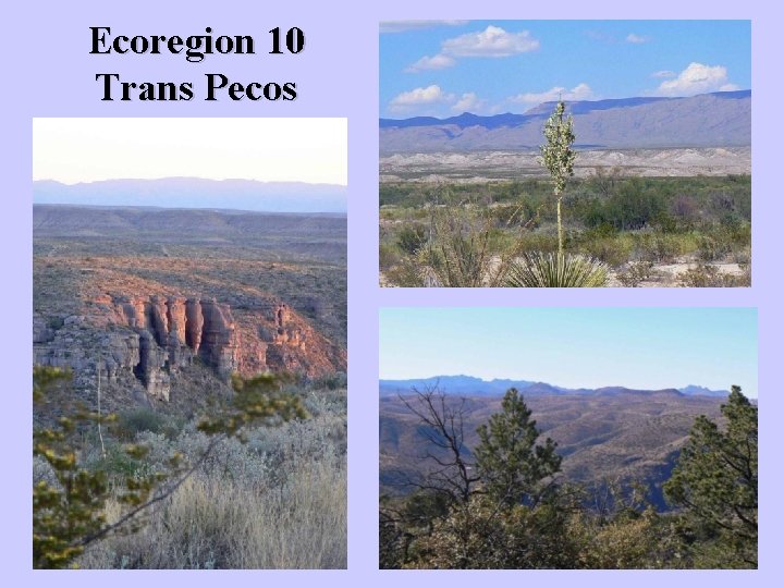 Ecoregion 10 Trans Pecos 