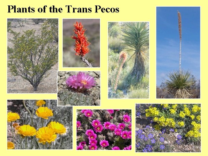 Plants of the Trans Pecos 