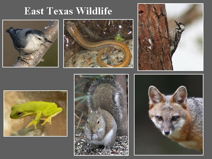 East Texas Wildlife 