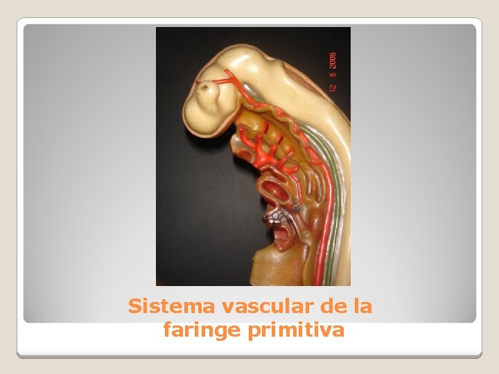 Sistema vascular de la faringe primitiva 