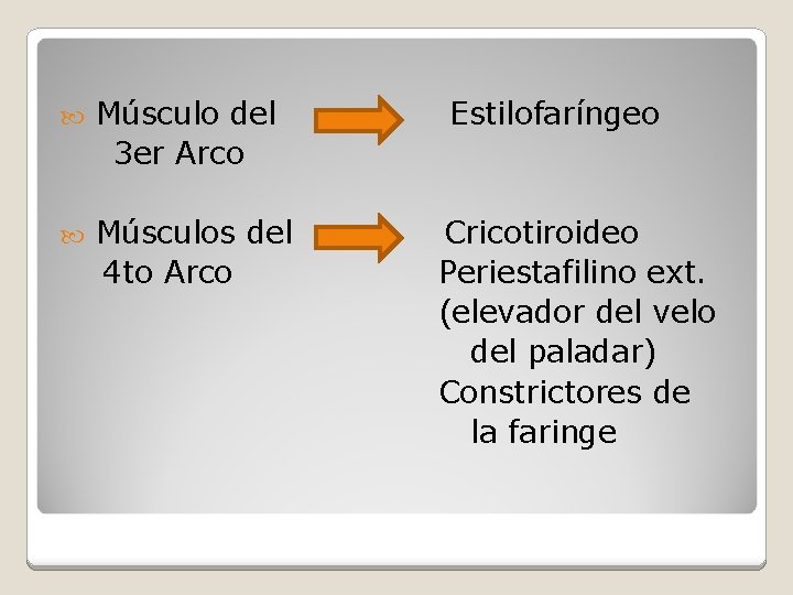  Músculo del 3 er Arco Músculos del 4 to Arco Estilofaríngeo Cricotiroideo Periestafilino