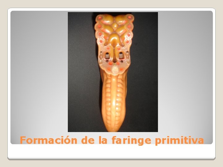 Formación de la faringe primitiva 