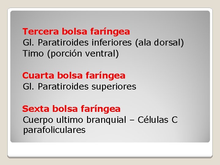 Tercera bolsa faríngea Gl. Paratiroides inferiores (ala dorsal) Timo (porción ventral) Cuarta bolsa faríngea
