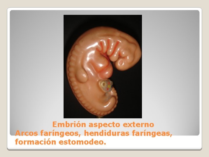 Embrión aspecto externo Arcos faríngeos, hendiduras faríngeas, formación estomodeo. 