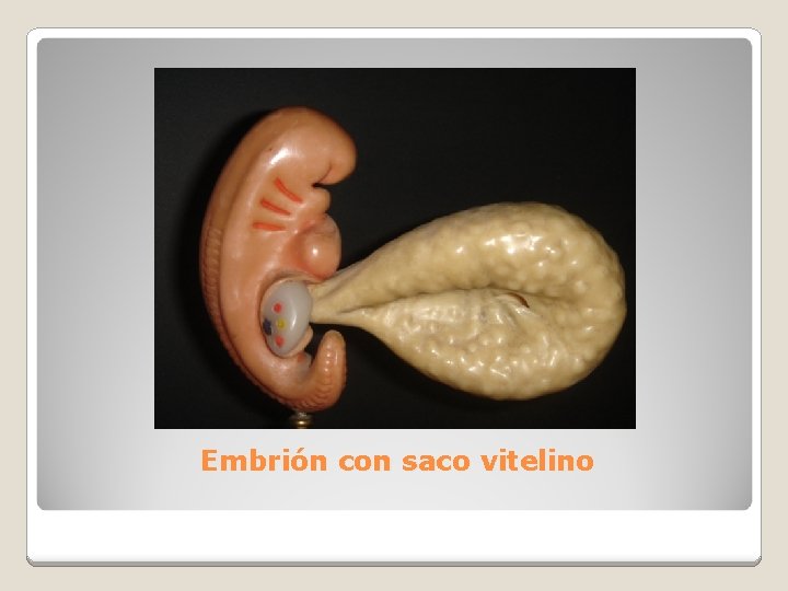 Embrión con saco vitelino 