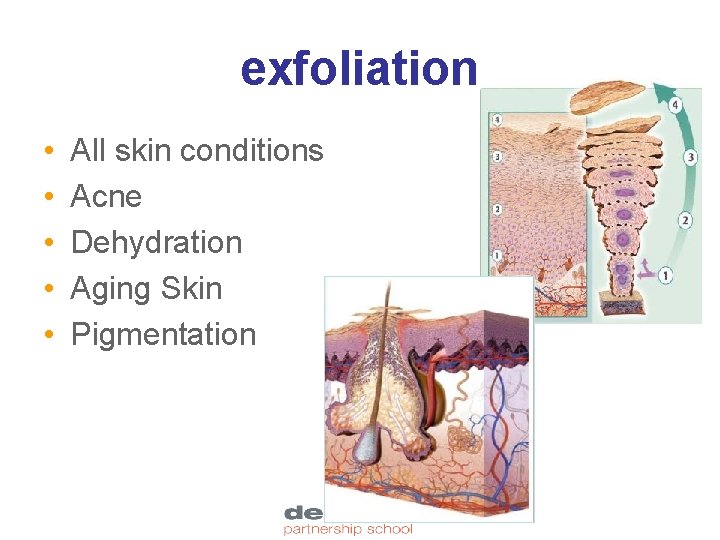 exfoliation • • • All skin conditions Acne Dehydration Aging Skin Pigmentation 