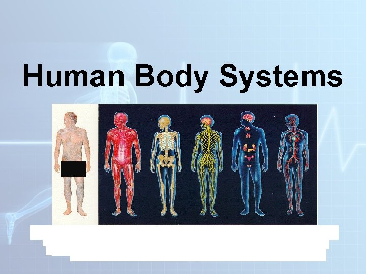 Human Body Systems 