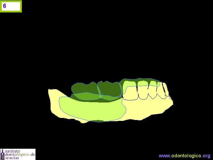 6 www. odontologico. org 