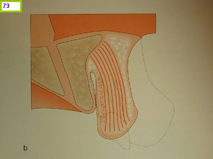 73 J. I. H. www. odontologico. org 