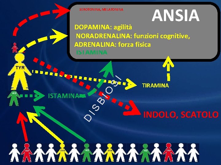 SEROTONINA, MELATONINA ANSIA TIRAMINA IO S I DOPAMINA: agilità NORADRENALINA: funzioni cognitive, ADRENALINA: forza