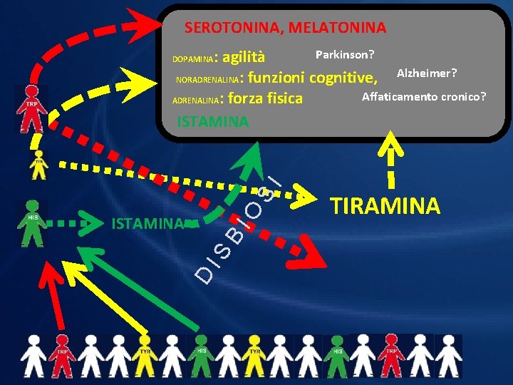 SEROTONINA, MELATONINA Parkinson? : agilità Alzheimer? NORADRENALINA: funzioni cognitive, Affaticamento cronico? ADRENALINA: forza fisica