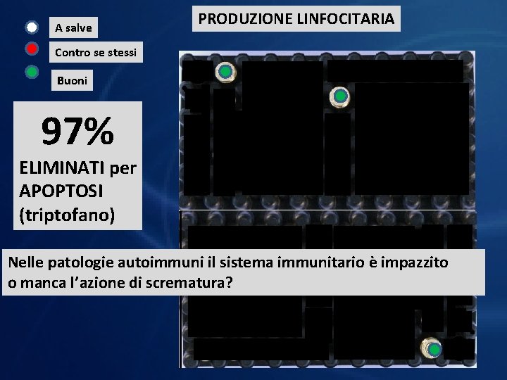 A salve PRODUZIONE LINFOCITARIA Contro se stessi Buoni 97% ELIMINATI per APOPTOSI (triptofano) Nelle